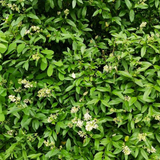 Wild privet (ligustrum vulgare)