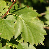 Wild Service Tree (Sorbus Torminalis)