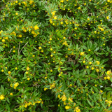 wintergreen barberry (berberis julianae)