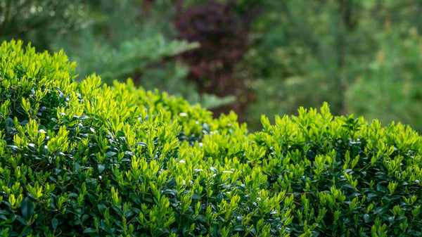 When is the best time to trim a hedge?