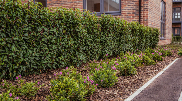 Glenmore Guide: How to Plant a Hedge