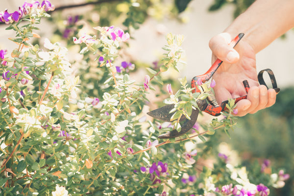 10 Gardening Secrets That Will Save You Time...