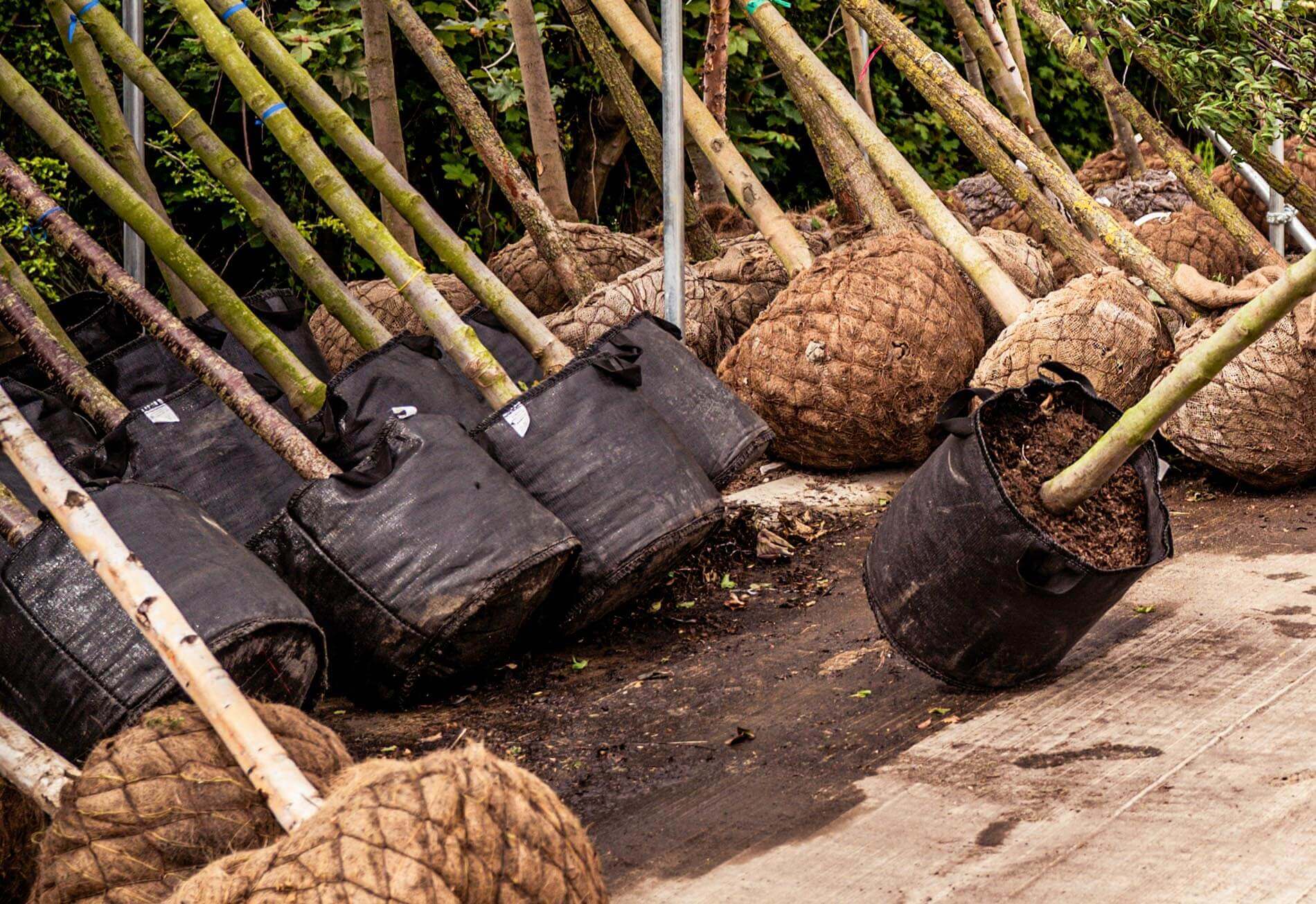 How to Plant Bare Root and Root Ball Plants Glenmore Hedging