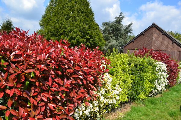 Why You Should Plant Mixed Native Hedging