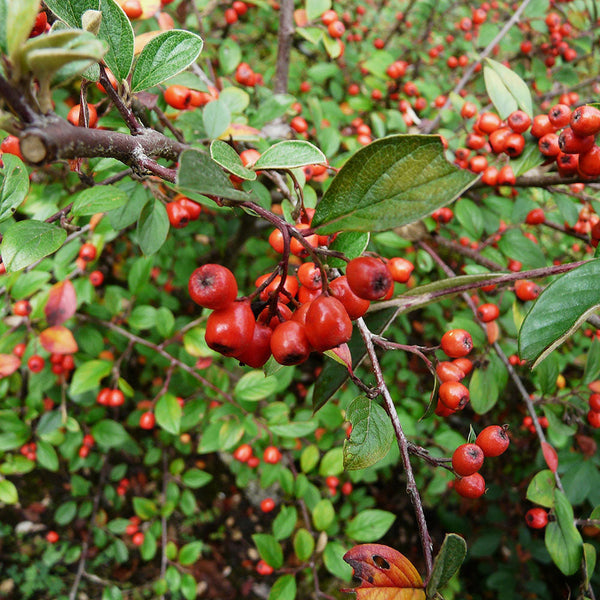 Franchet Cotoneaster berries (cotoneaster franchetii)