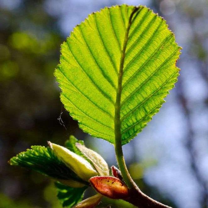 Alder hedging (Alnus glutinosa)