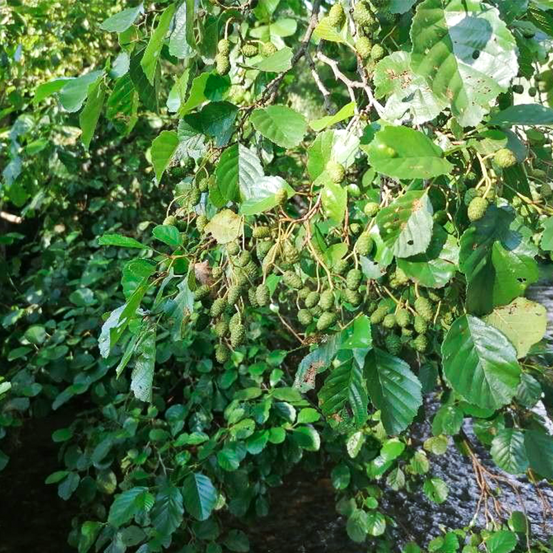 Alder (Alnus glutinosa)