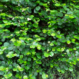 Alder (Alnus glutinosa)