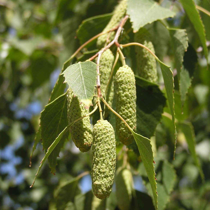 Silver Birch hedging (Betula Pendula)