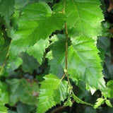 Silver birch leaves (Betula Pendula)