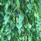 Silver Birch (Betula Pendula)