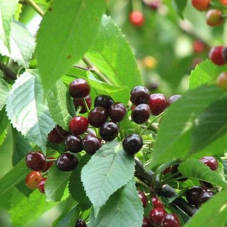 wild cherries (prunus avium)