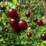 wild cherries (prunus avium)