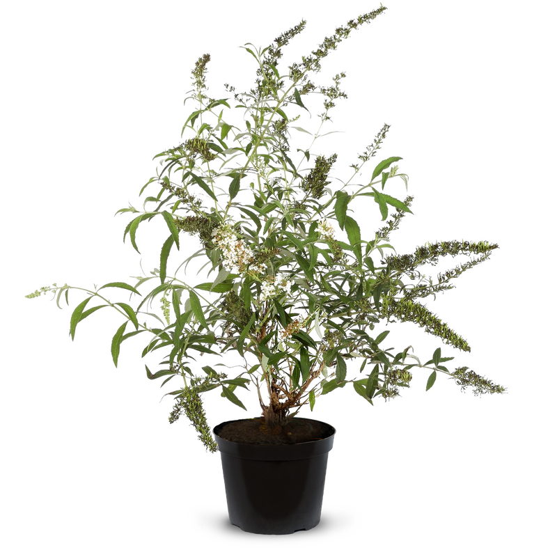 Butterfly 'White Profusion' pot grown
