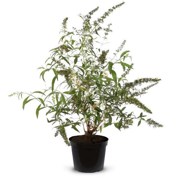 Butterfly White Profusion Pot Grown 