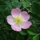 Dog Rose Hedge flower