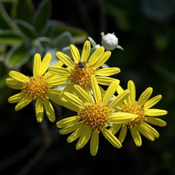 Brachyglottis 'Sunshine' flower