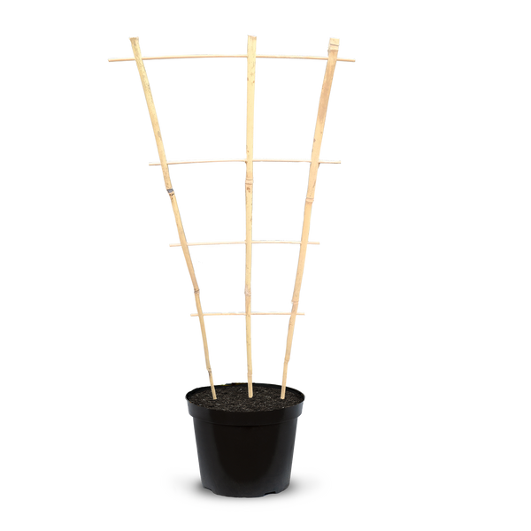 Bamboo Cane Fan Trellis - 110cm