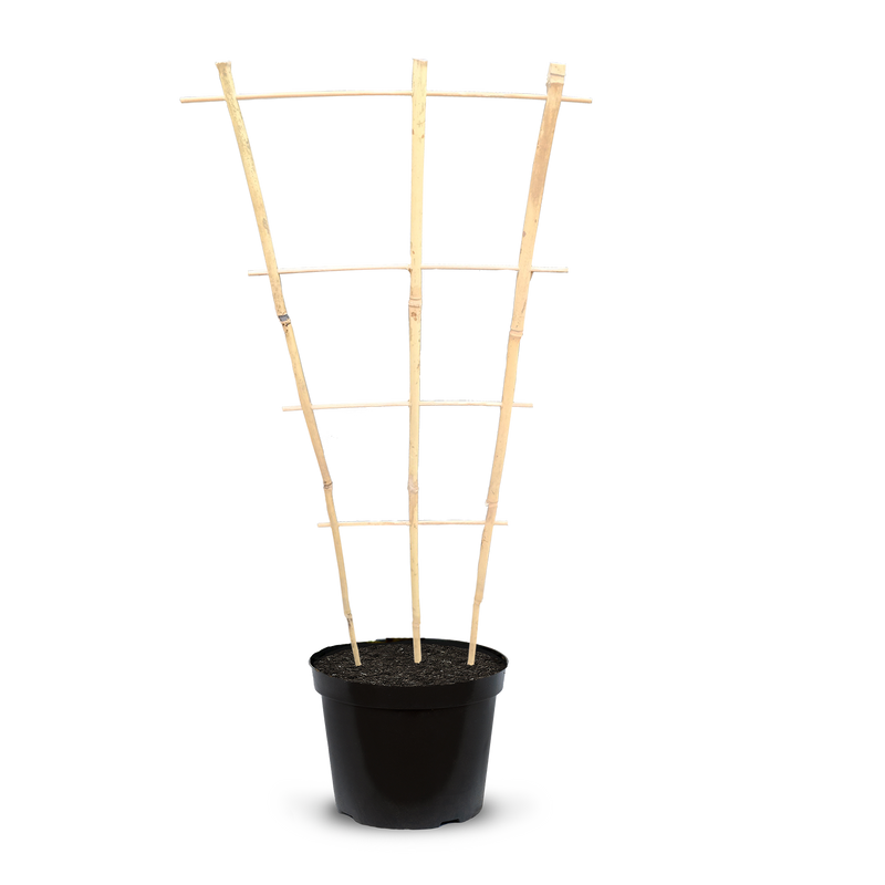 Bamboo Cane Fan Trellis - 110cm