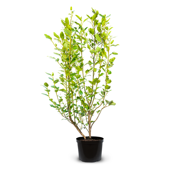 New Zealand Privet Pot Grown (Griselinia littoralis)
