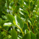 New Zealand Privet leaf (Griselinia littoralis)