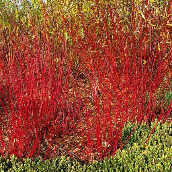 Vivid Red Stemmed Dogwood (Cornus alba Sibirica)