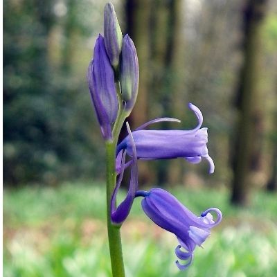 Imported Bluebell (Hyacinthoides non-scriptus) 