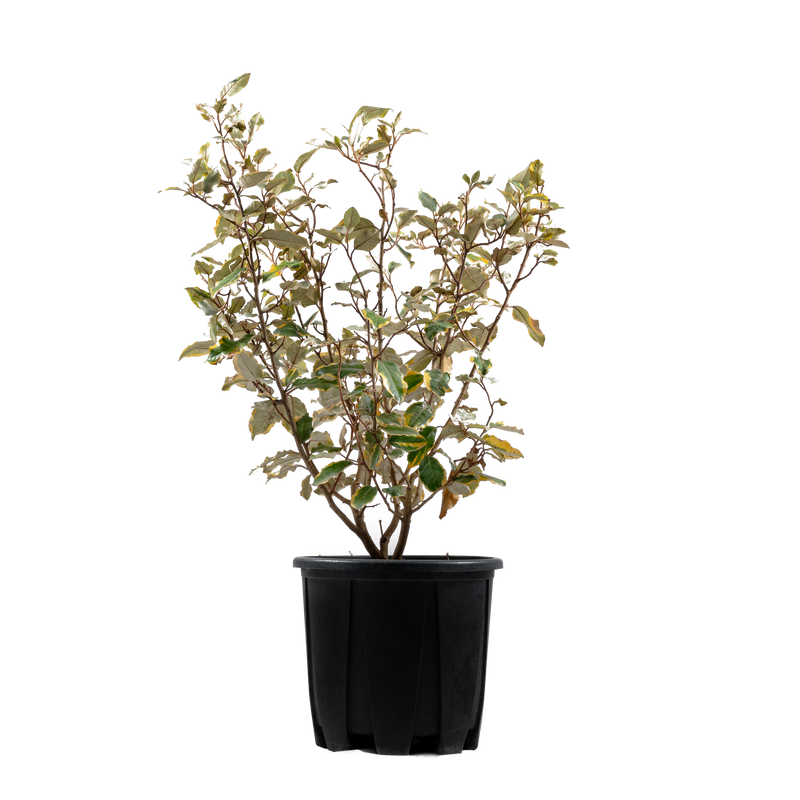 40/60cm Pot Grown Oleaster (Elaeagnus x ebbingei)