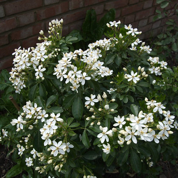 Mexican Orange Blossom (Choisya ternata)