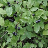 Laurel 'Caucasica' berries