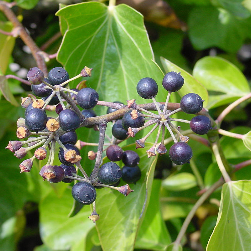 Irish Ivy berries