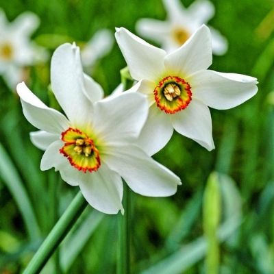Daffodil Pheasant's Eye (Narcissus poeticus var. recurvus) 