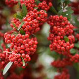 Firethorn hedging berries (Pyracantha)