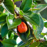 Himalayan Cotoneaster (Cotoneaster simonsii) 