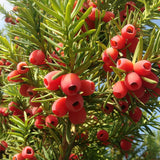 English Yew berries (Taxus Baccata)