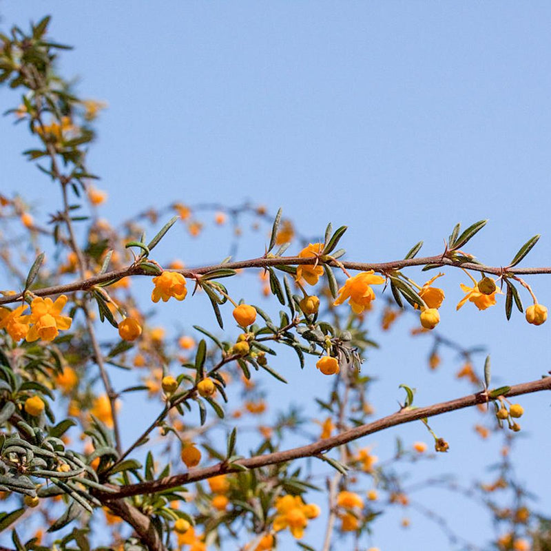 Berberis Evergreen (Berberis x stenophylla)