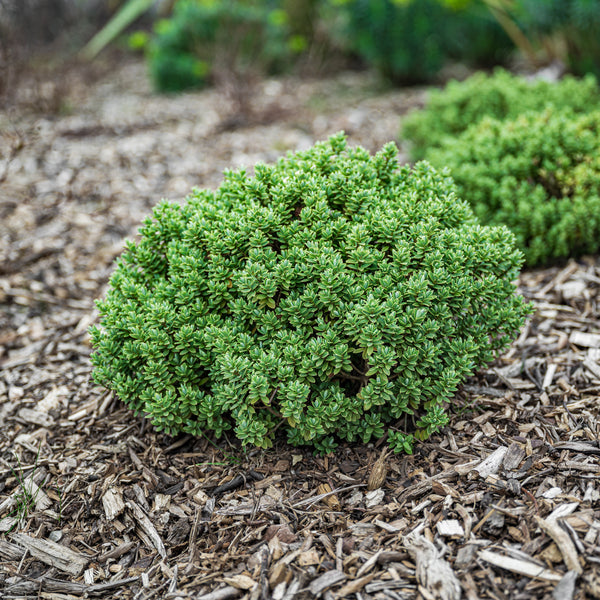 Hebe 'Sutherlandii' (Hebe pinguifolia Sutherlandii)