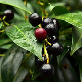 Cherry Laurel Berries