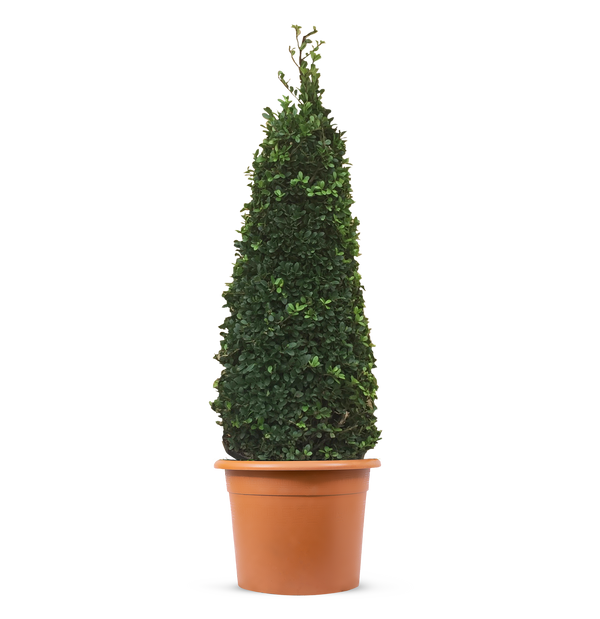 Ilex Crenata Topiary Cone (Ilex Crenata)