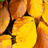 Beech deciduous leaves (Fagus Sylvatica)