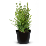 Pot Grown Box (Buxus Sempervirens)