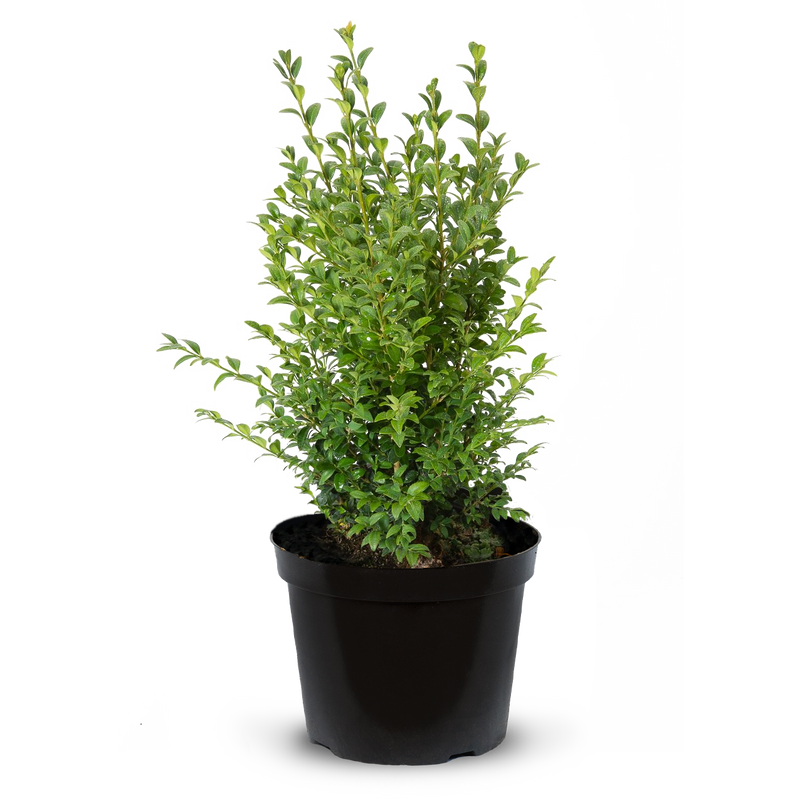 Pot Grown Box (Buxus Sempervirens)