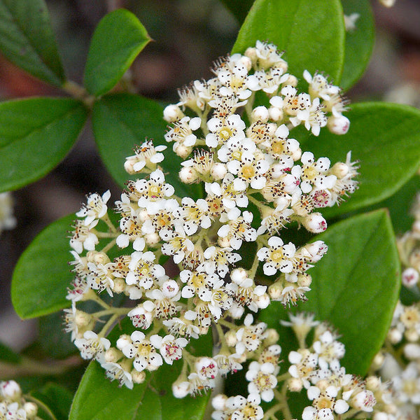 Late Cotoneaster (Cotoneaster lacteus)