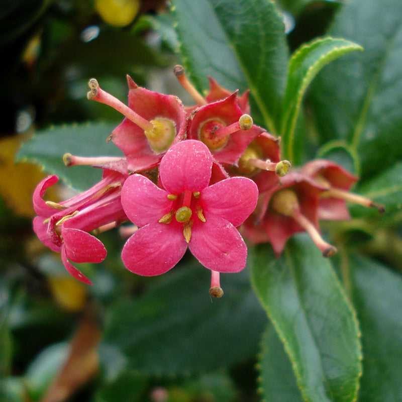Red Escallonia flower