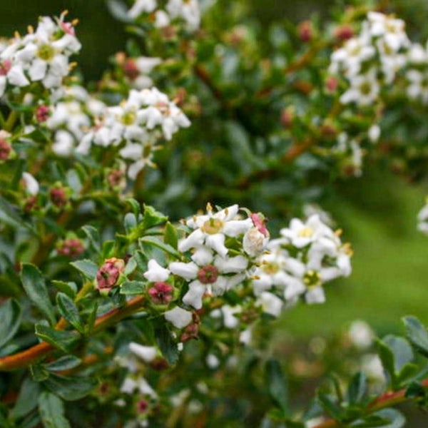 Escallonia White (Escallonia Iveyi)