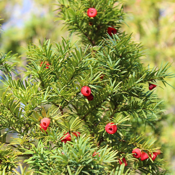 Yew hedging berries (Taxus baccata)