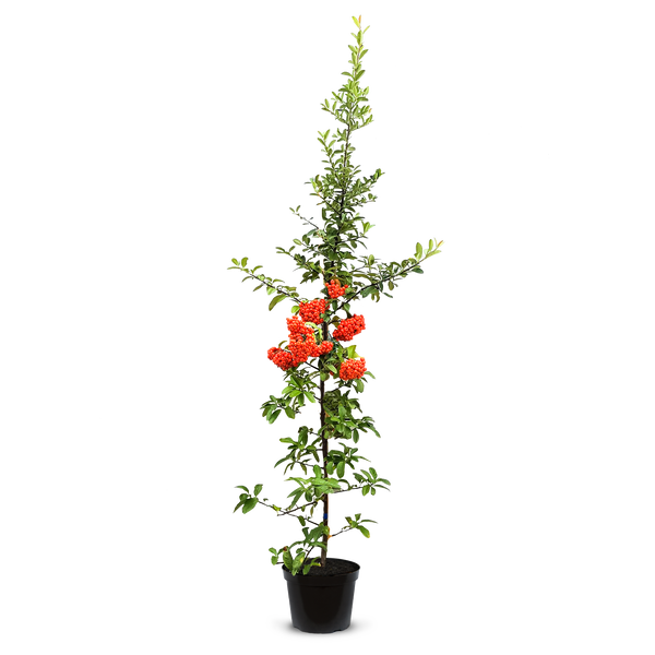 Firethorn Pot Grown Hedging (Pyracantha) 