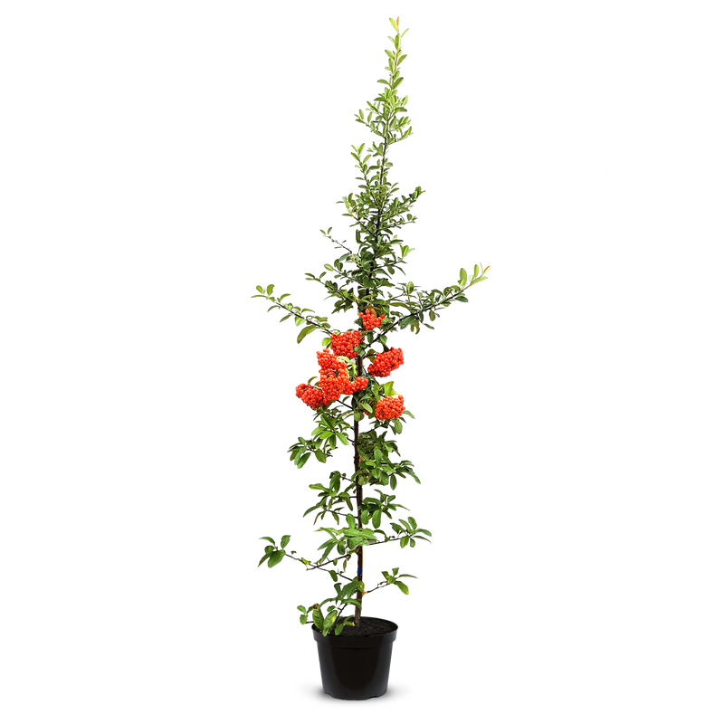 Firethorn Pot Grown Hedging (Pyracantha) 