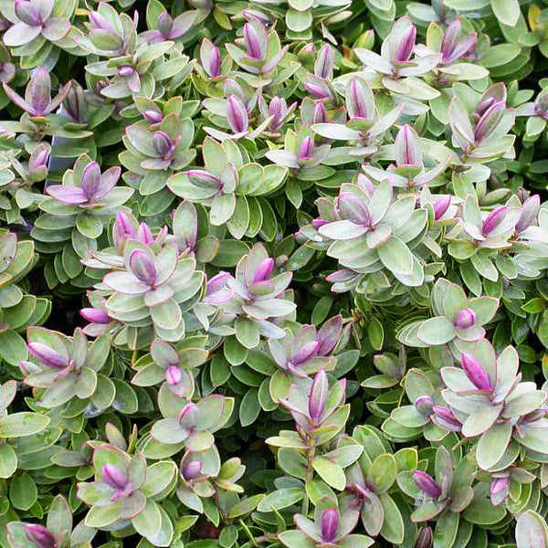 Hebe 'Red Edge' (Hebe albicans red edge)