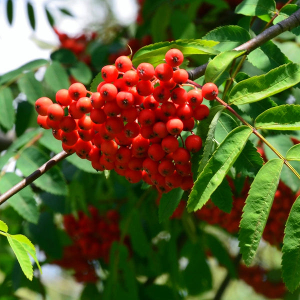 Rowan Hedging (Sorbus Aucuparia)